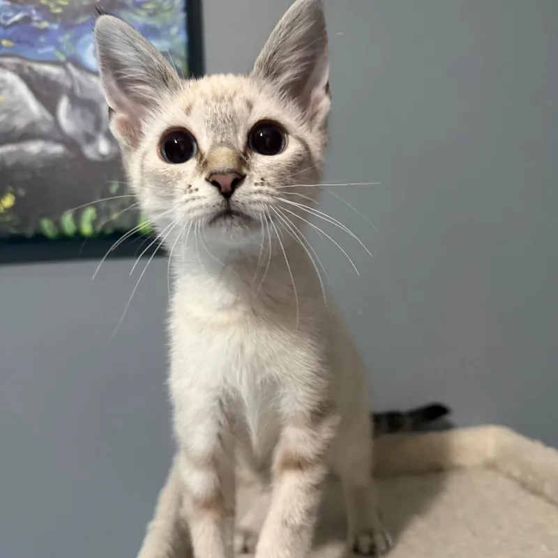 Honey Buns thumbnail 5