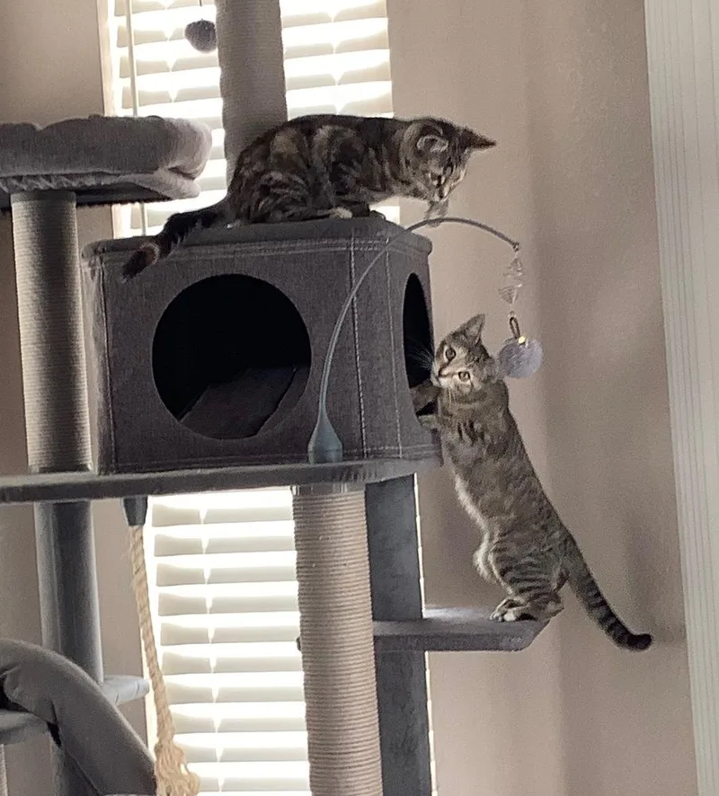 A baby small-sized female Domestic Short Hair cat named Puff for adoption in Thornton, CO