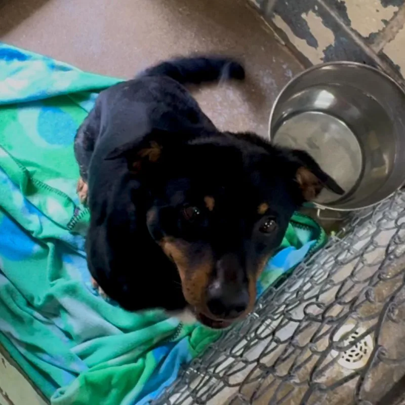 An adult medium-sized male Black Mixed Breed dog named Voss Market K for adoption in Union, MO