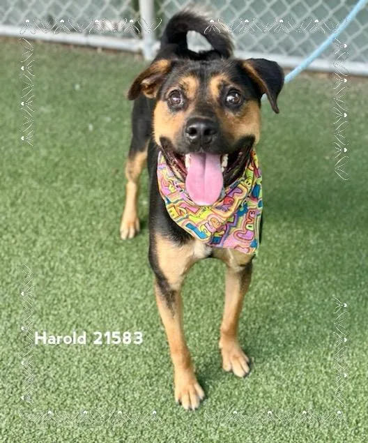 An adult medium-sized male Black Shepherd dog named Harold for adoption in Marietta, GA