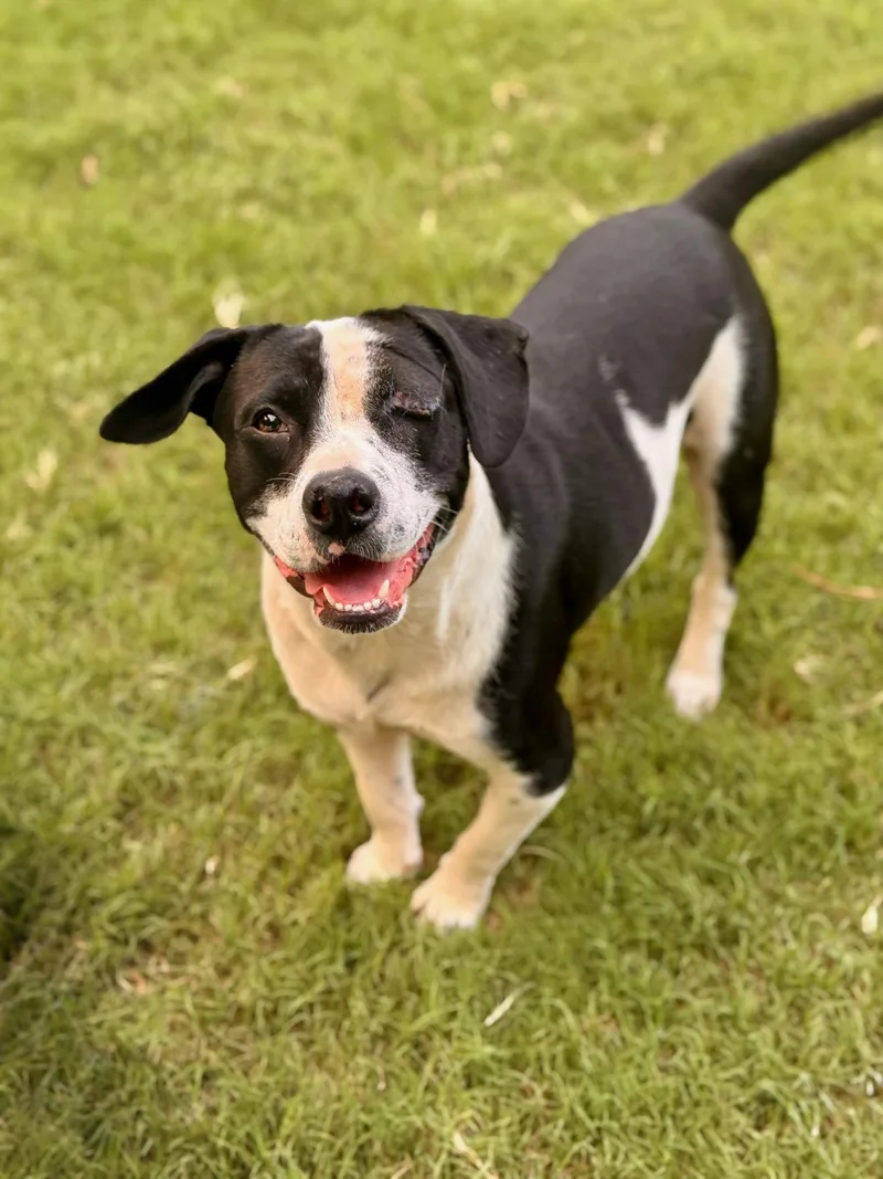 A young medium-sized male Black Bulldog dog named Buddy for adoption in Brierfield, AL