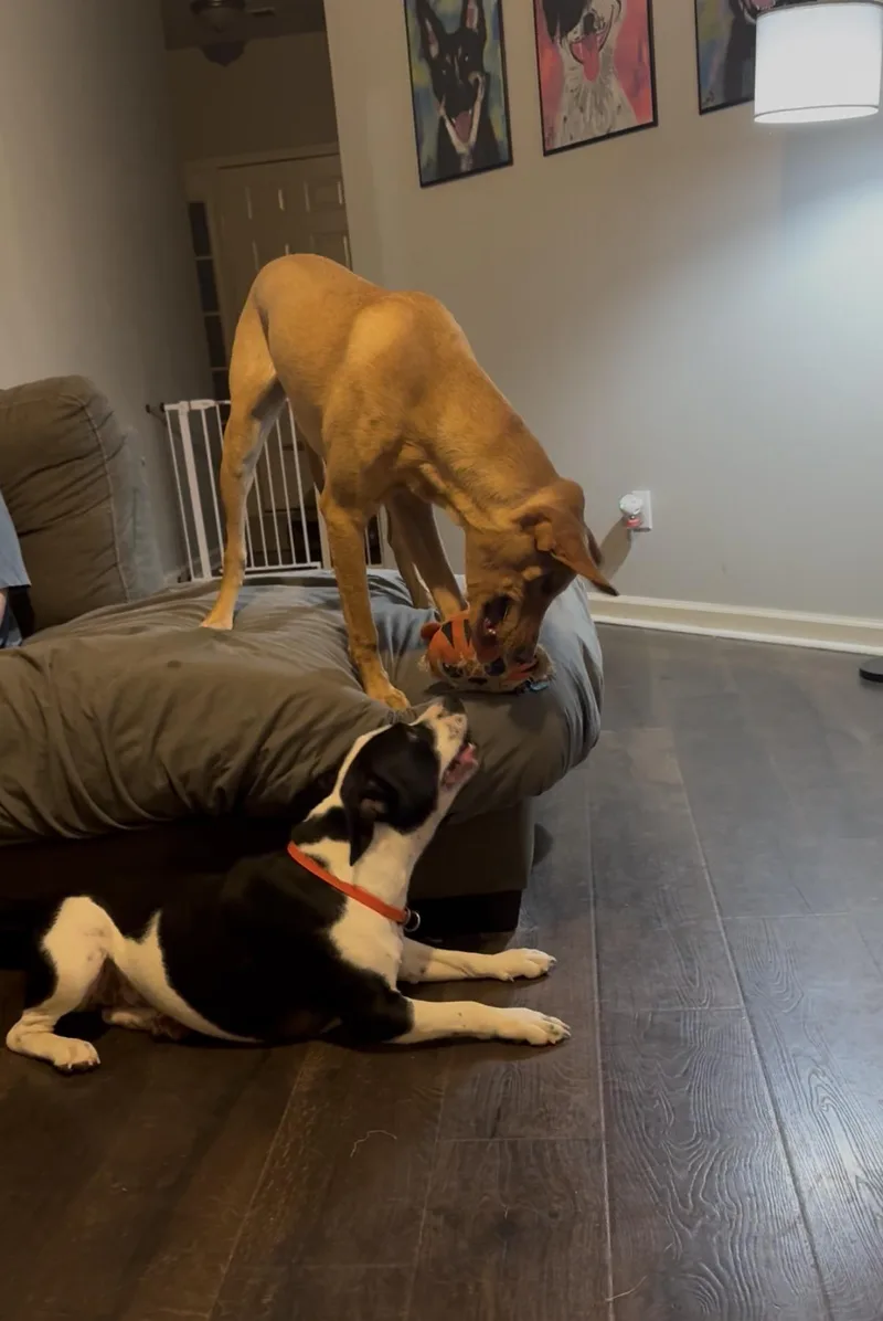 Buddy thumbnail 3