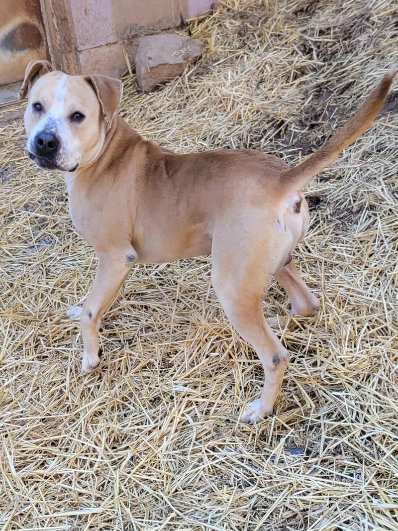 Atlas