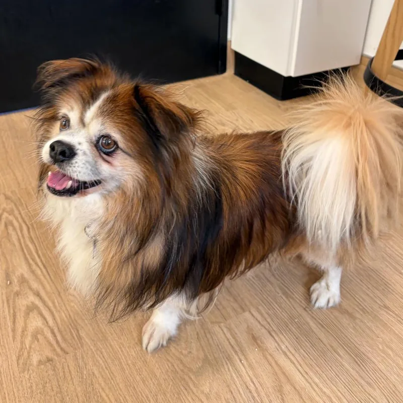 A senior small-sized male Brown / Chocolate Pekingese dog named Hark for adoption in San Francisco, CA