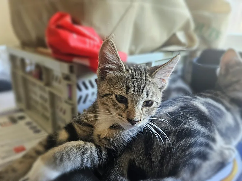 A baby medium-sized male Tabby (Gray / Blue / Silver) Tabby cat named Mike D for adoption in Fresno, CA