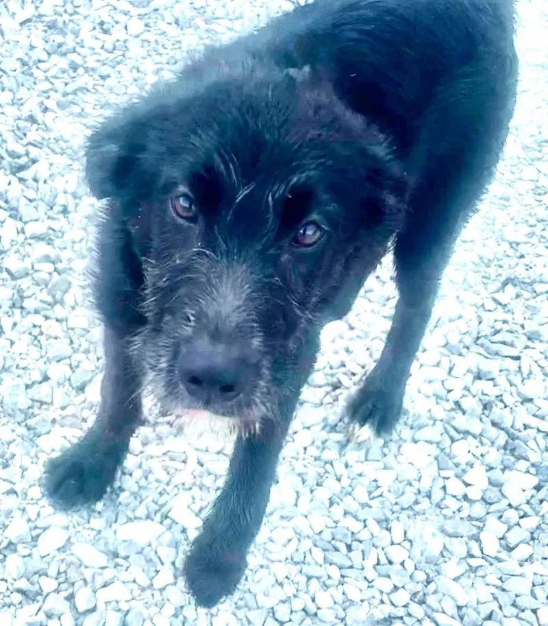A young medium-sized male Black Labrador Retriever dog named RexTy for adoption in Wonder Lake, IL