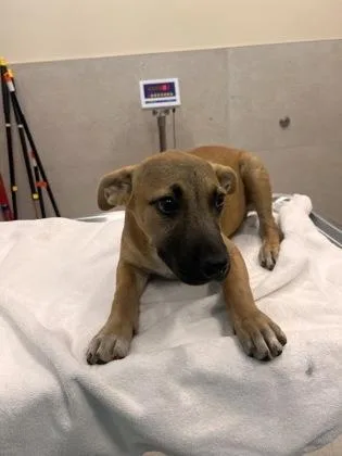 A baby small-sized female Pit Bull Terrier dog named Fa for adoption in Honolulu, HI