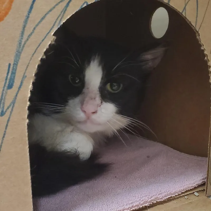 An adult medium-sized male Black Domestic Short Hair cat named Gizmo for adoption in Novelty, OH