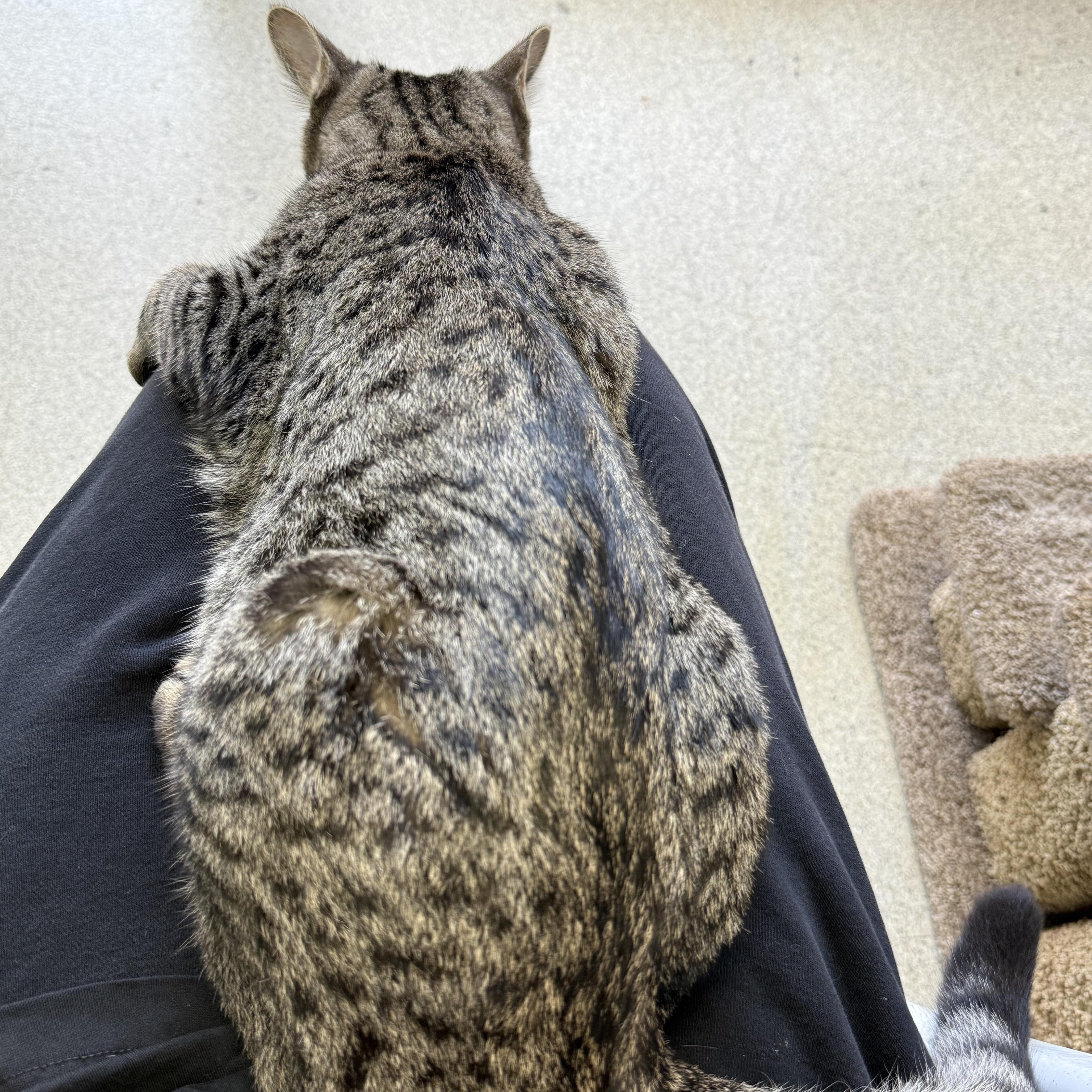 Purrlock Holmes thumbnail 2