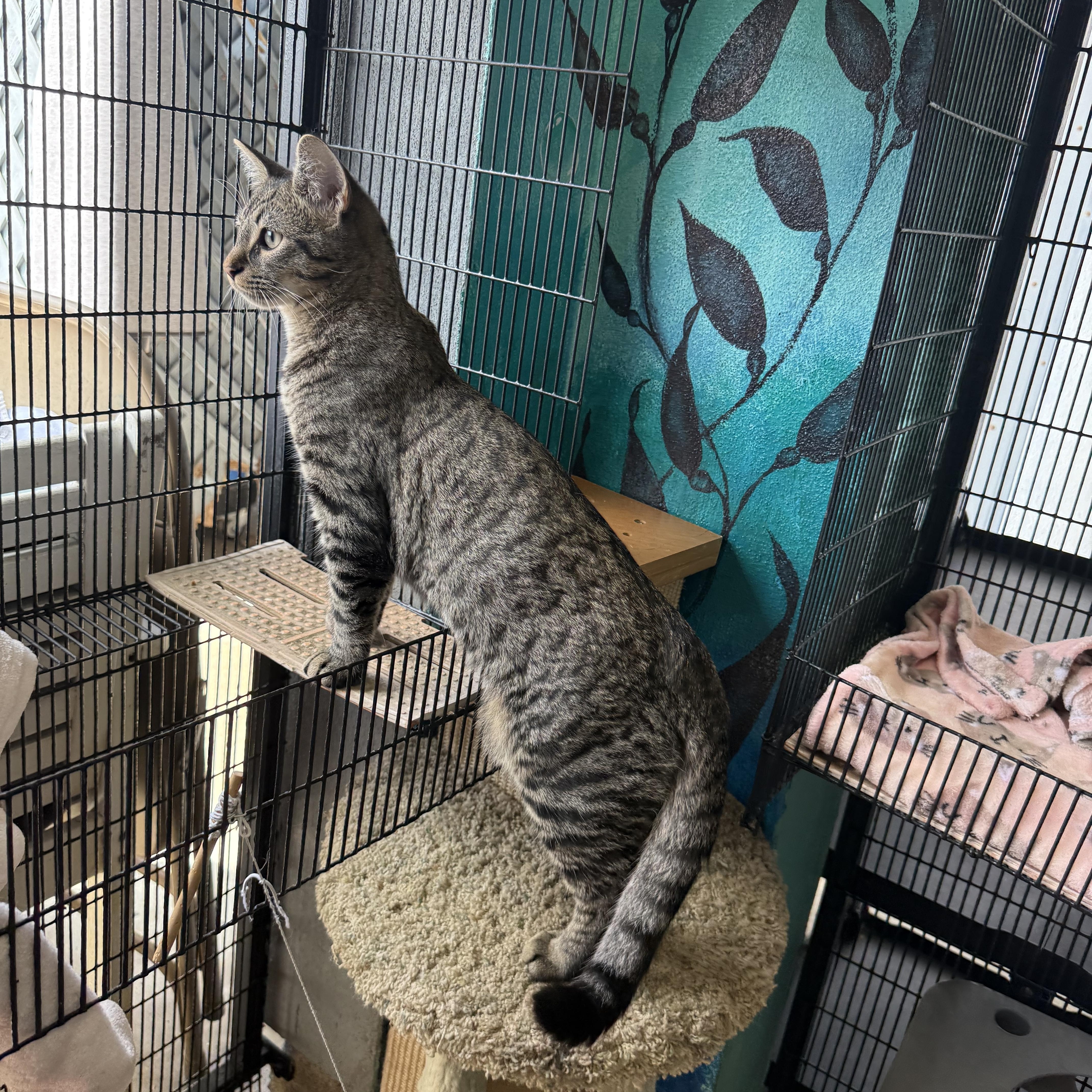 Purrlock Holmes thumbnail 4