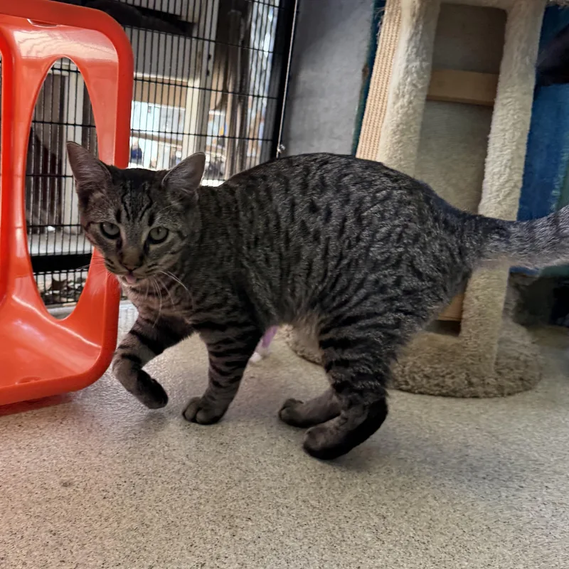 Purrlock Holmes thumbnail 5