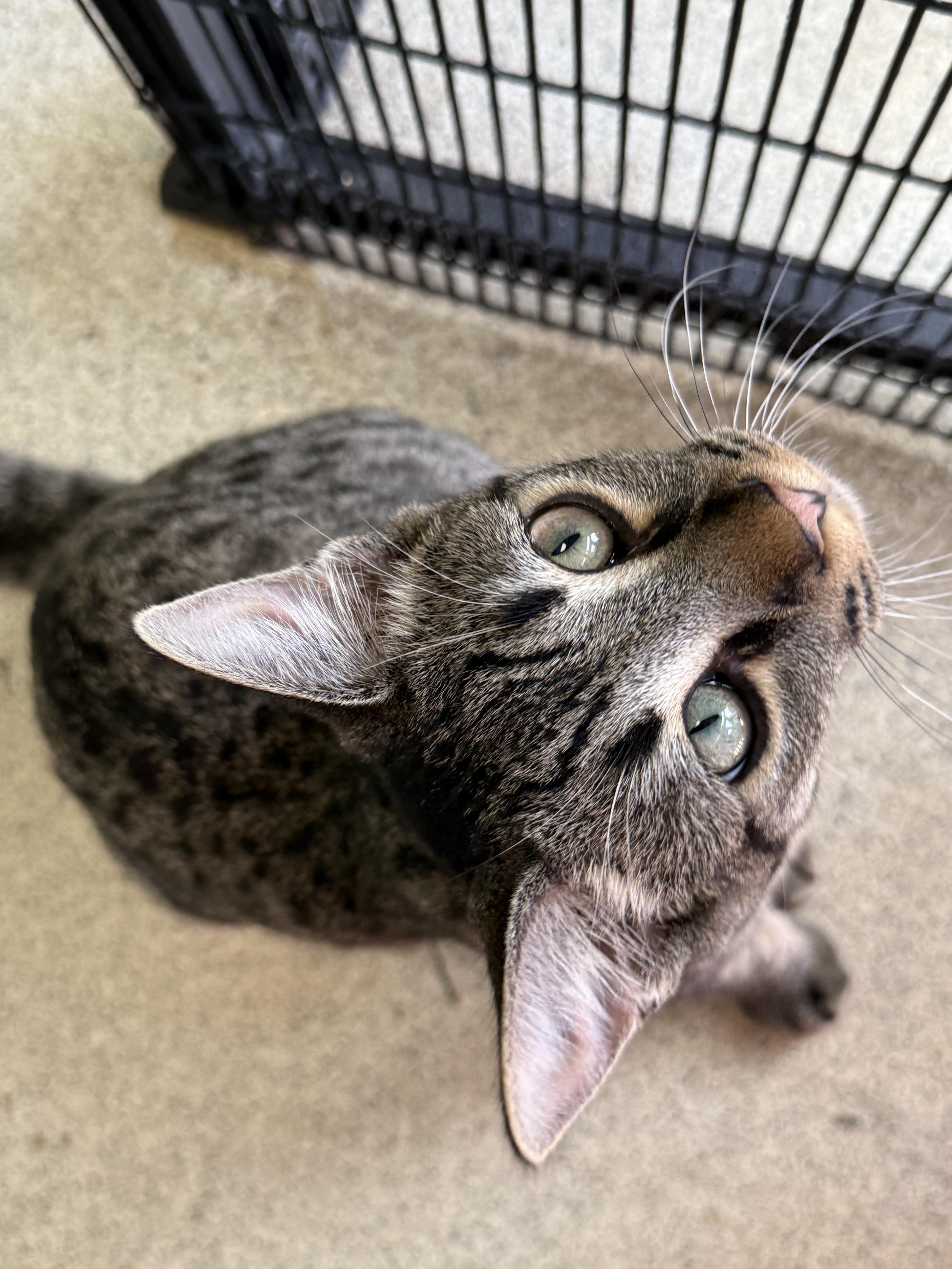 Purrlock Holmes thumbnail 6