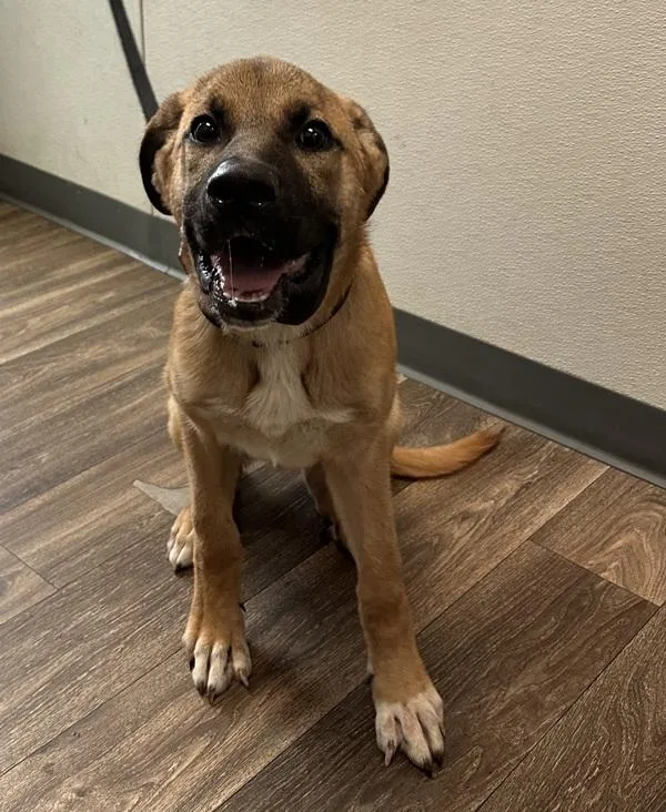 A young medium-sized male Shepherd dog named Zack Carlos for adoption in San Diego, CA