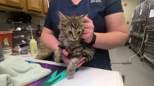 A baby medium-sized female Domestic Medium Hair cat named Hannah Banana for adoption in Huntsville, AL