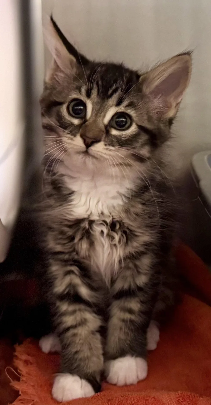 A baby medium-sized female Domestic Medium Hair cat named Maddie for adoption in Cuyahoga Falls, OH