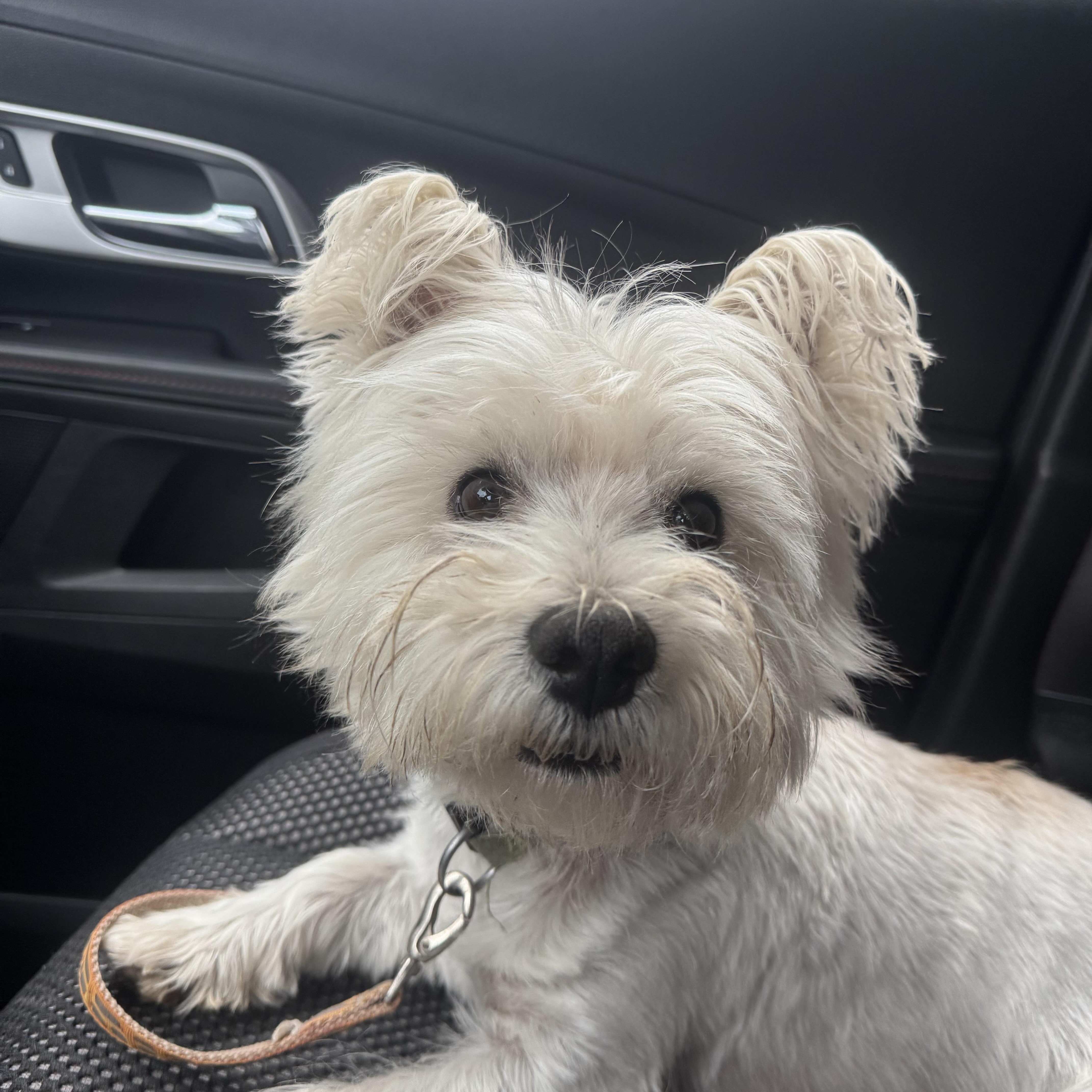 An adult small-sized male White / Cream West Highland White Terrier / Westie dog named Louie! Sweet Westie! for adoption in RUSSIAVILLE, IN