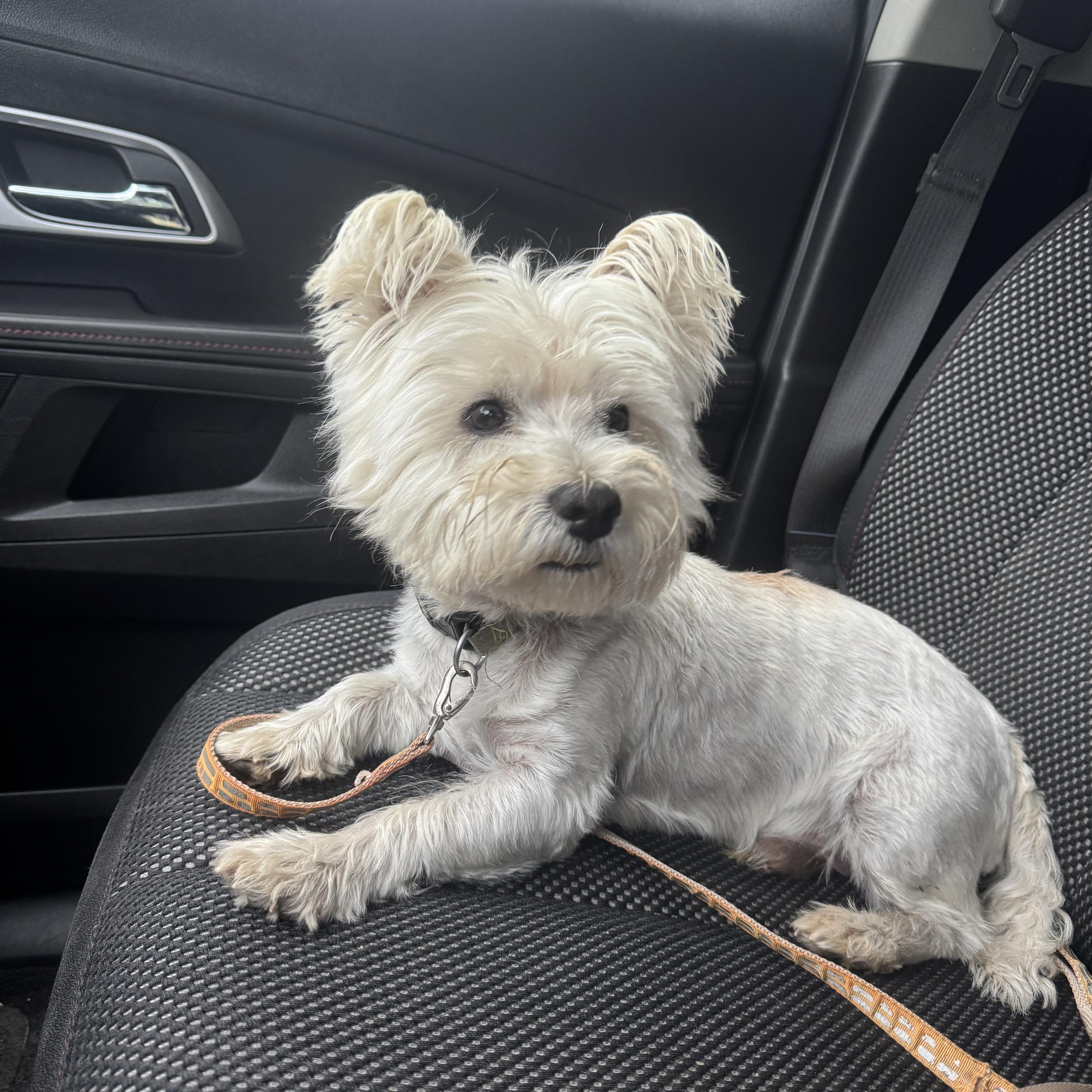Louie! Sweet Westie! thumbnail 2