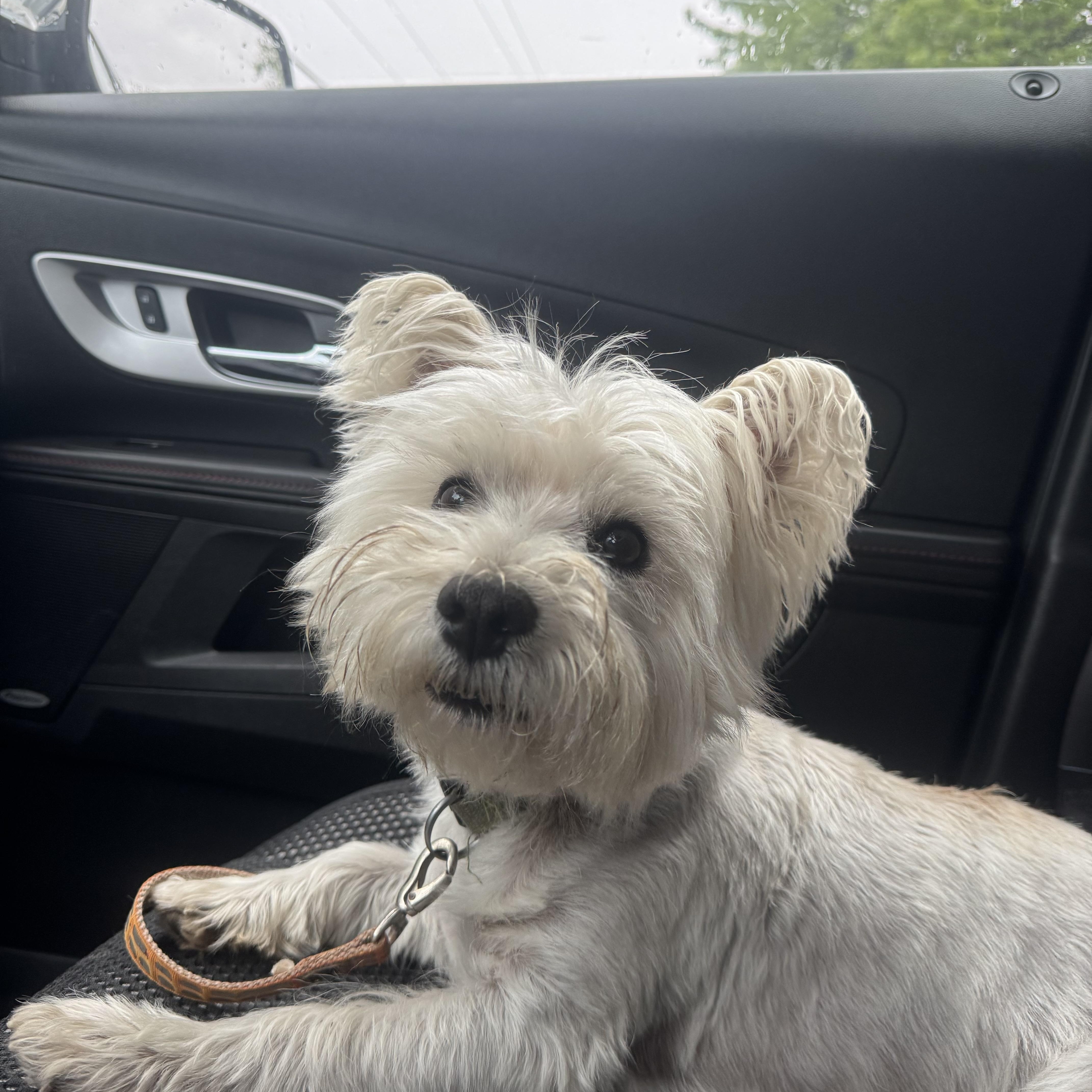 Louie! Sweet Westie! thumbnail 3