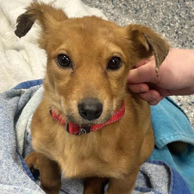 An adult medium-sized female Mixed Breed dog named Sylveon for adoption in Dearborn, MI