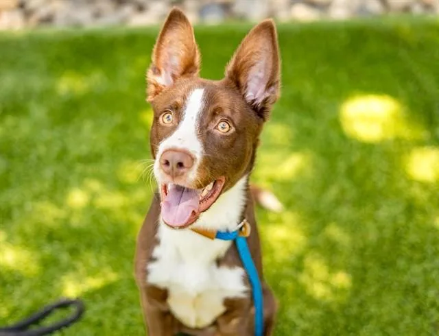 A young medium-sized male Border Collie dog named Scout for adoption in San Jose, CA
