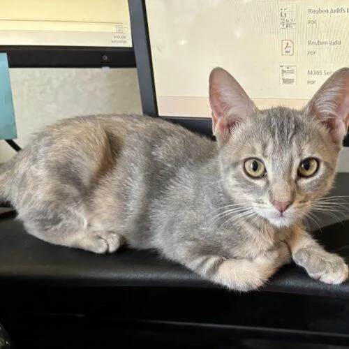 A baby small-sized female Tabby (Gray / Blue / Silver) Domestic Short Hair cat named Sonora for adoption in Gilbert, AZ