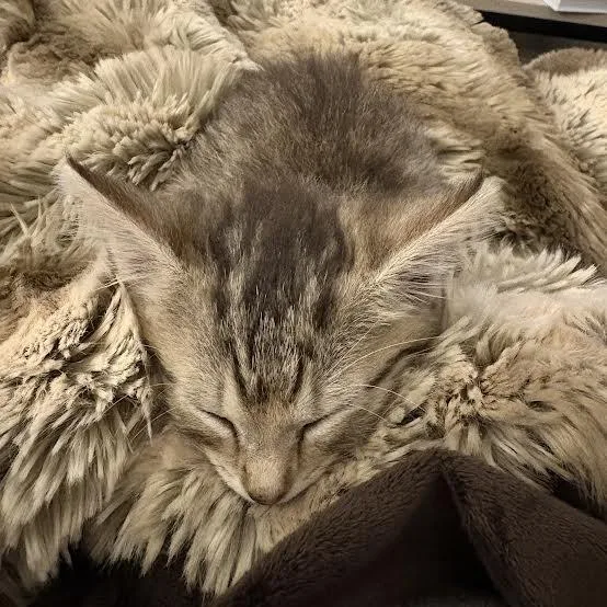 A baby small-sized male Domestic Short Hair cat named Randy for adoption in Auburn, AL