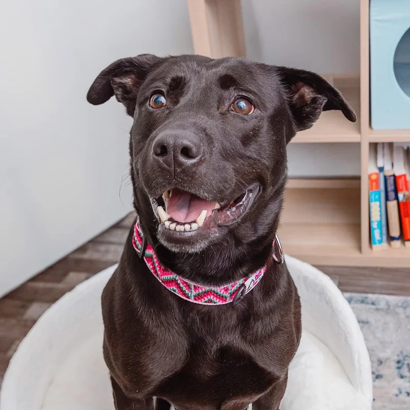 Billie Bones thumbnail 4