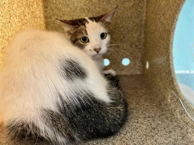 An adult medium-sized female Domestic Short Hair cat named Doty for adoption in Gardena, CA