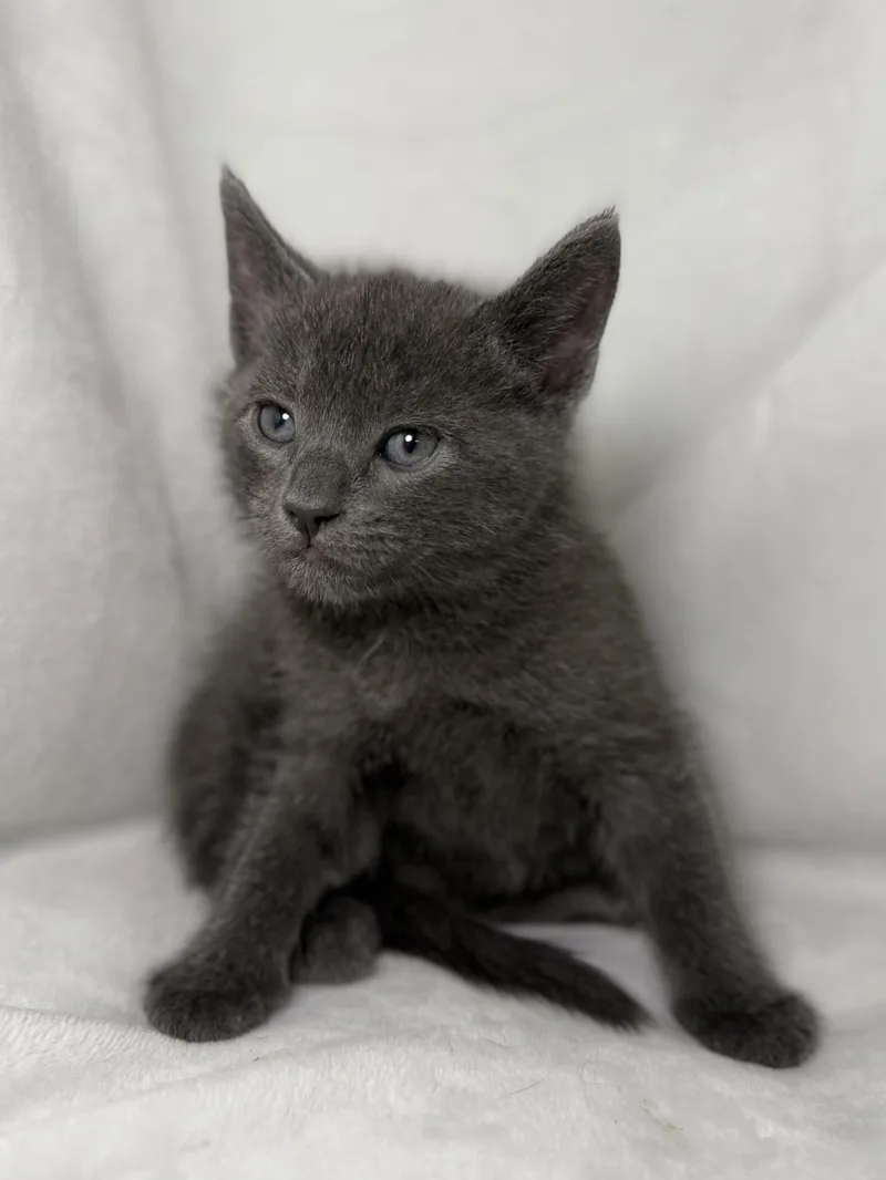 A baby medium-sized male Gray / Blue / Silver Domestic Short Hair cat named Barbossa for adoption in Greensboro, NC