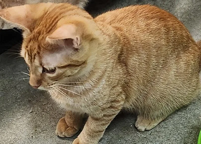 A baby small-sized male Tabby (Orange / Red) Domestic Short Hair cat named Niko for adoption in San Antonio, TX