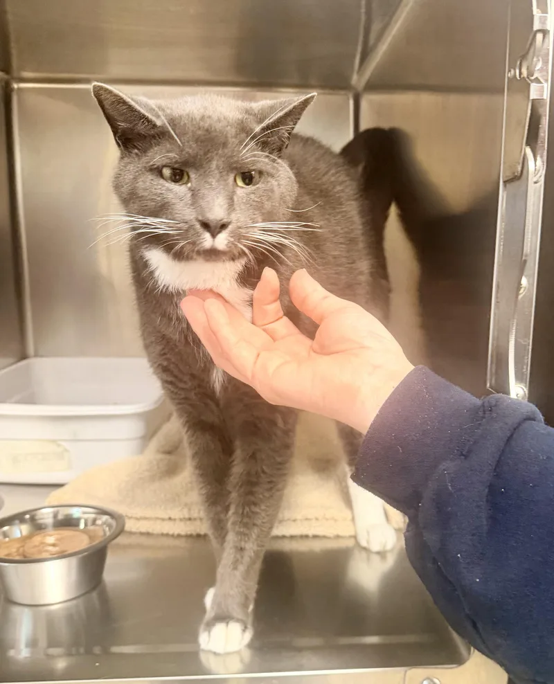An adult large-sized male Domestic Short Hair cat named Leo for adoption in Petersburg, VA