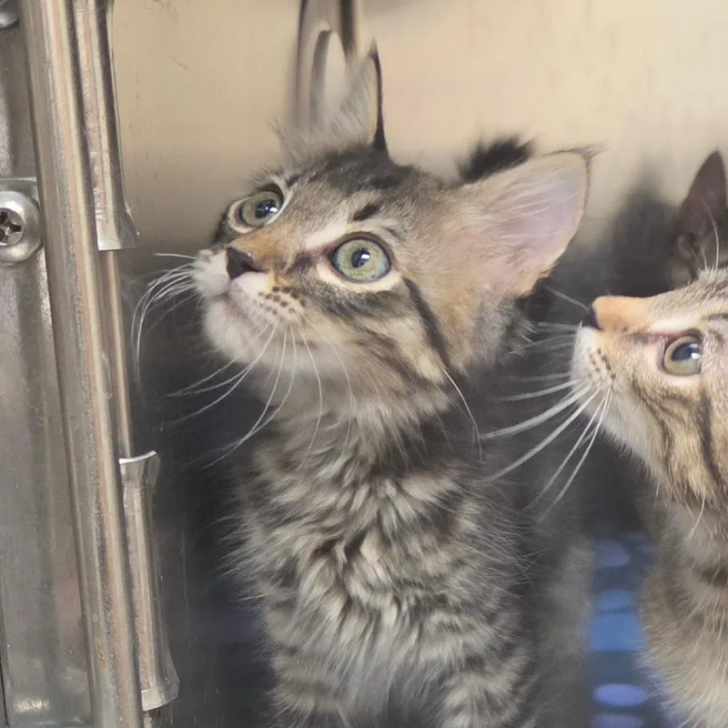 A baby small-sized female Brown / Chocolate Domestic Short Hair cat named Clementine for adoption in Lakeland, FL