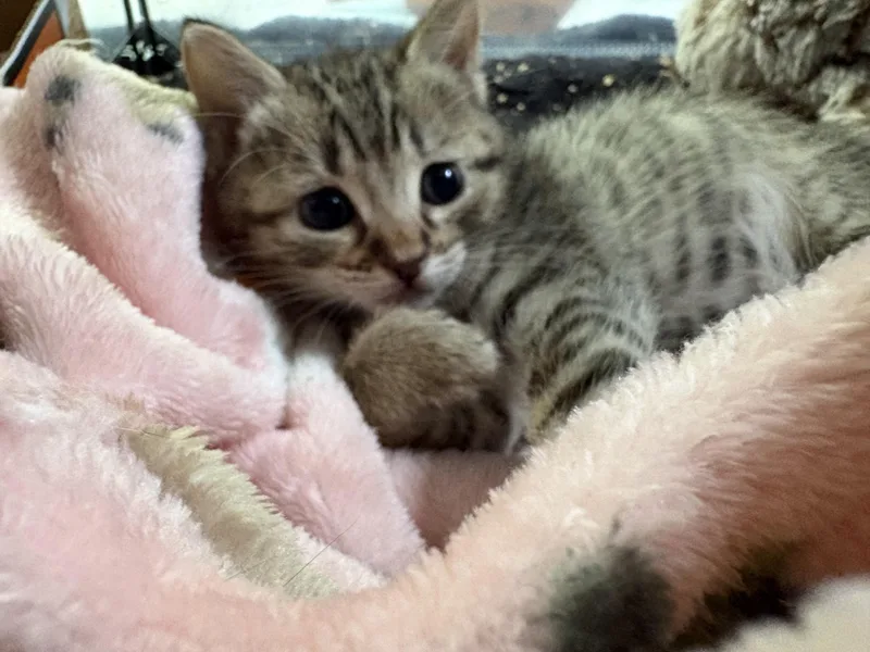 Celeste aka The Baby thumbnail 2