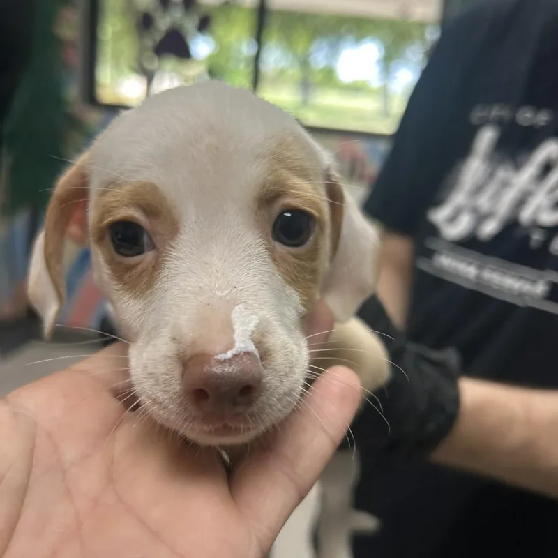 A baby small-sized female White / Cream Mountain Cur dog named Beanie for adoption in Lufkin, TX