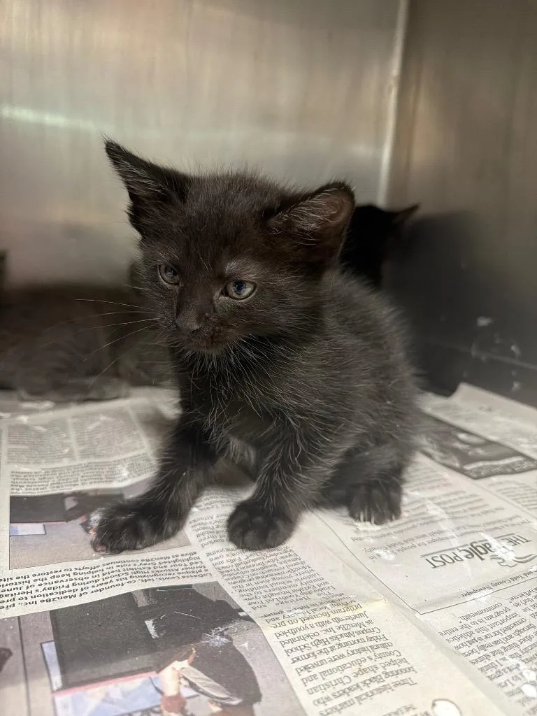 A baby small-sized female Domestic Short Hair cat named Dani for adoption in Hopkinsville, KY