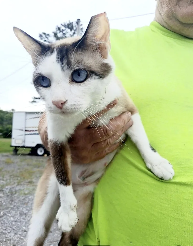An adult medium-sized female Siamese cat named Baby Girlsiamese for adoption in Chattanooga, TN