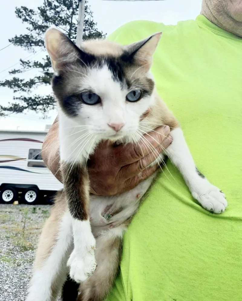 Baby Girlsiamese thumbnail 2