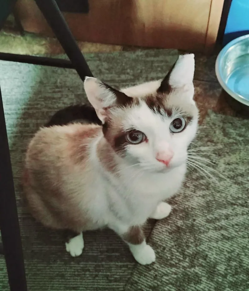 Baby Girlsiamese thumbnail 3