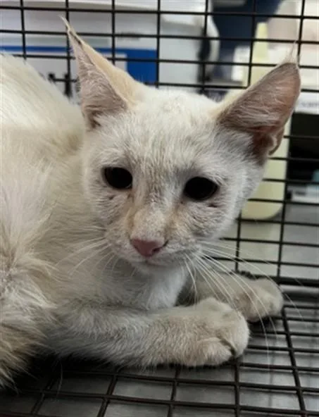 A baby small-sized female Domestic Short Hair cat named Pam for adoption in San Bernardino, CA