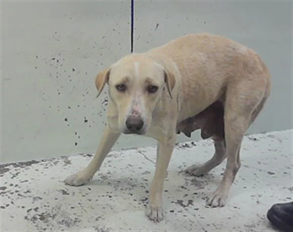 An adult medium-sized female Labrador Retriever dog named Zulema for adoption in Houston, TX