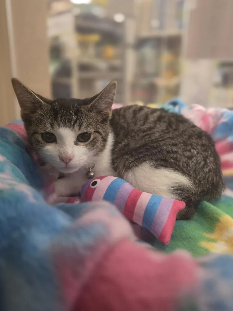 A baby small-sized female Black & White / Tuxedo Domestic Short Hair cat named Tornado for adoption in Metamora, IL