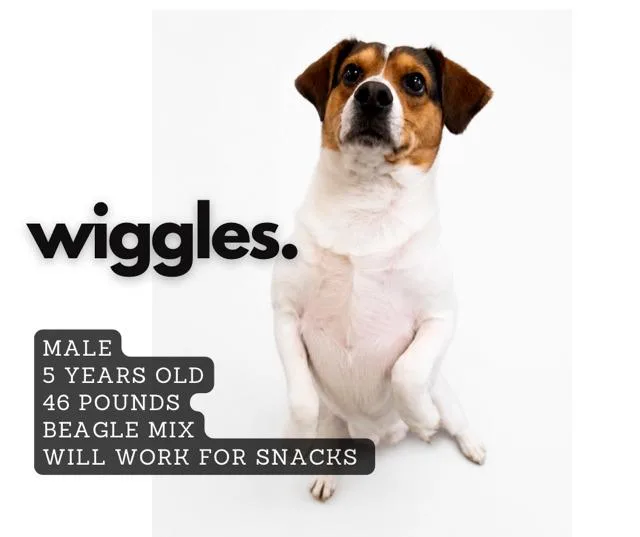An adult large-sized male Beagle dog named Wiggles for adoption in Ashland, KY