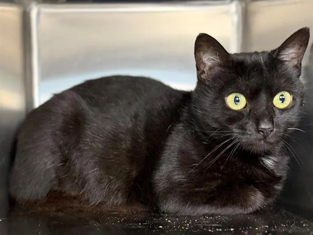 An adult small-sized female Domestic Short Hair cat named Roween for adoption in Santa Rosa, CA