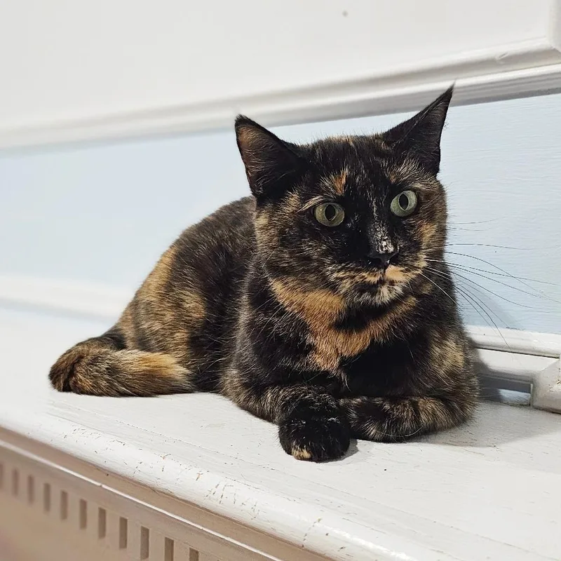 Chocolate thumbnail 4