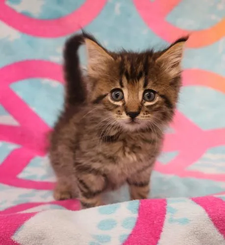 A baby medium-sized female Domestic Short Hair cat named Peggy for adoption in Thief River Falls, MN