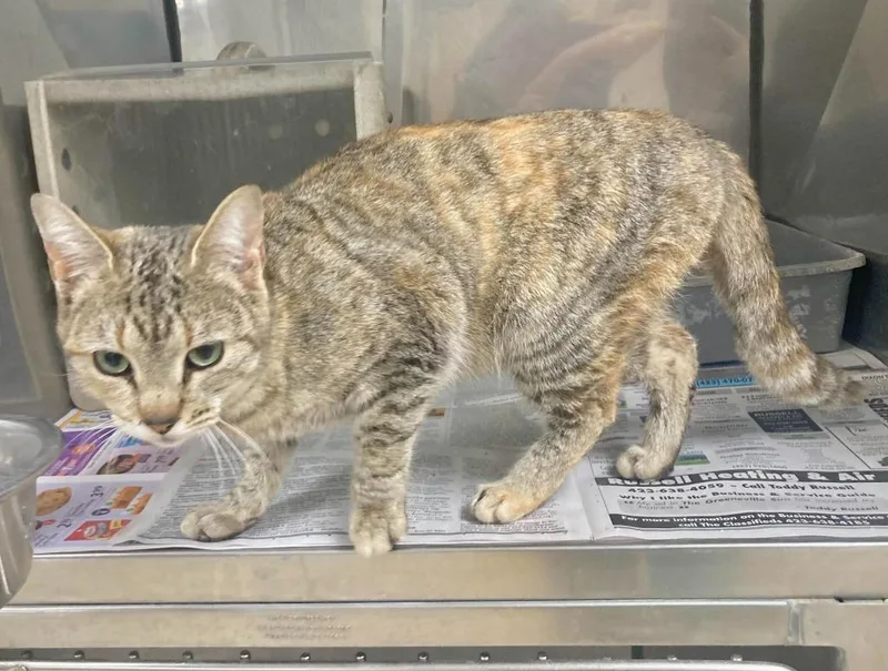 Hazel  Ac thumbnail 2