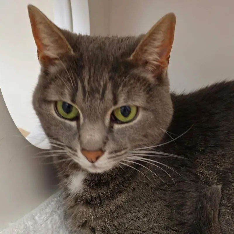 A senior large-sized female Domestic Short Hair cat named Sheila for adoption in Cumming, GA