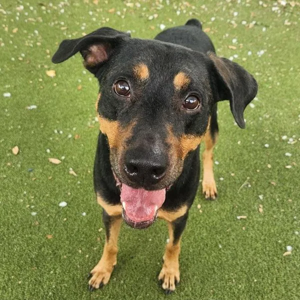 An adult large-sized male Mixed Breed dog named Haisai for adoption in Austin, TX