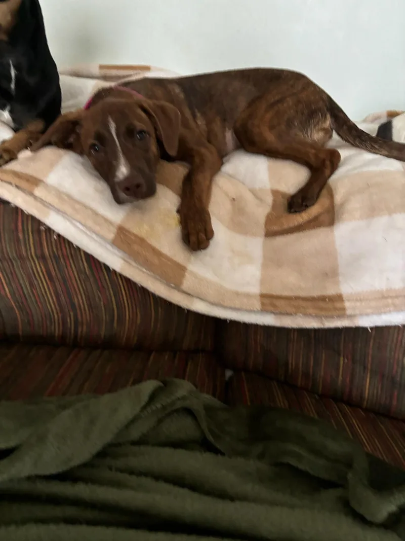 Addie
