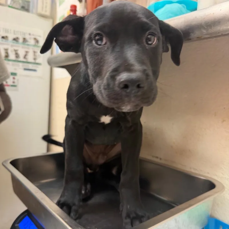 A baby small-sized male Black Terrier dog named Ivan for adoption in Birmingham, AL